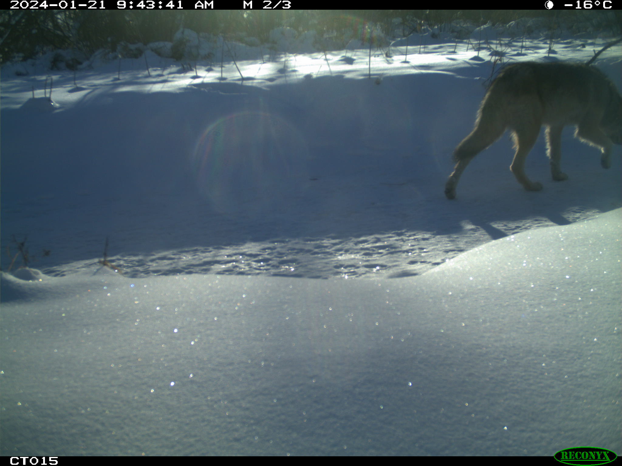 A Wolf walking through snow